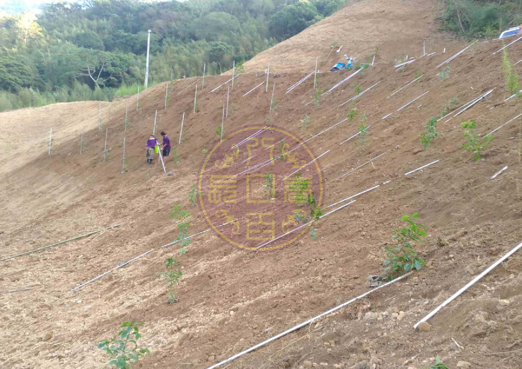牛樟種苗種植作業(獨家種植工法)