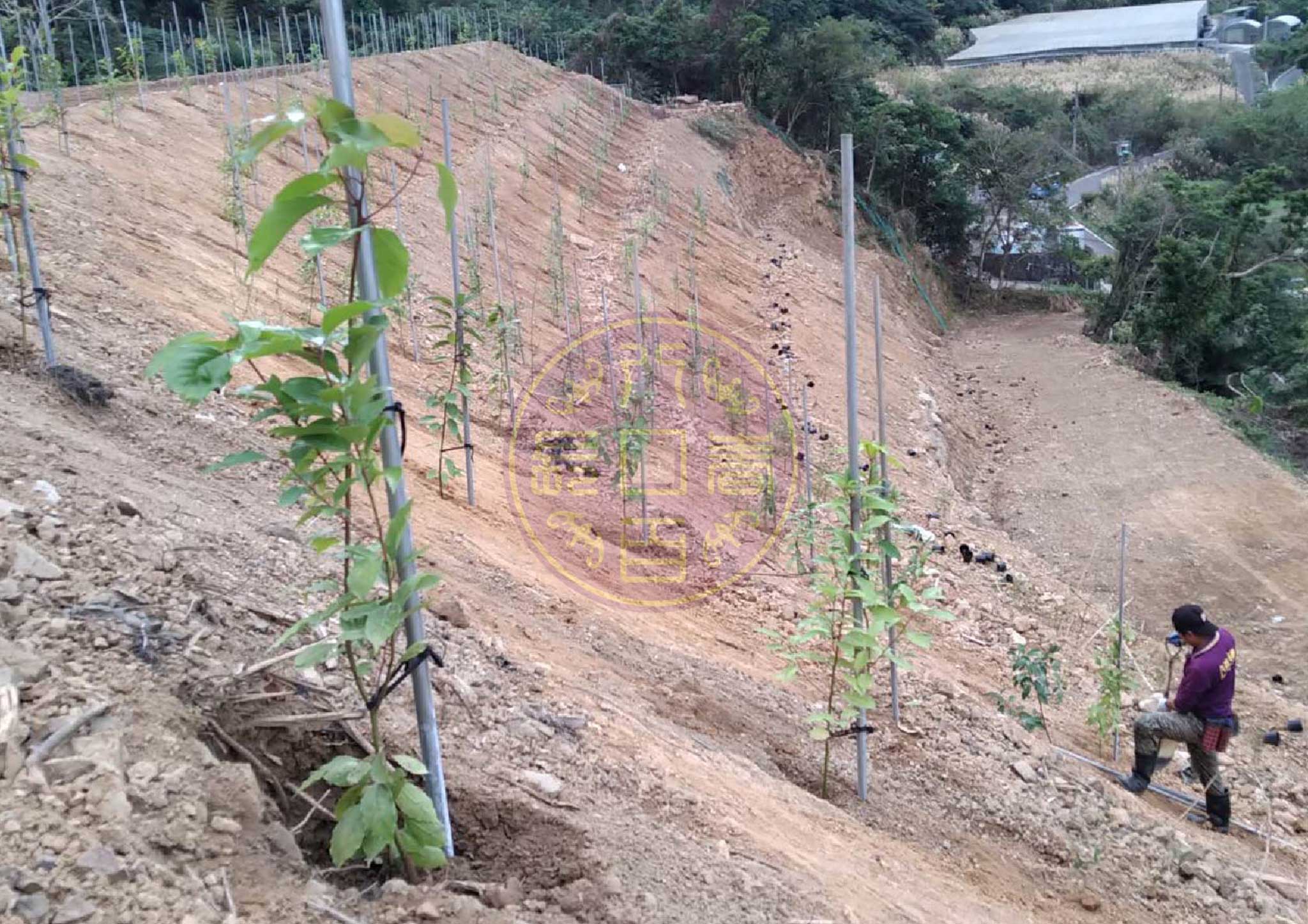 牛樟種苗種植作業(獨家種植工法)