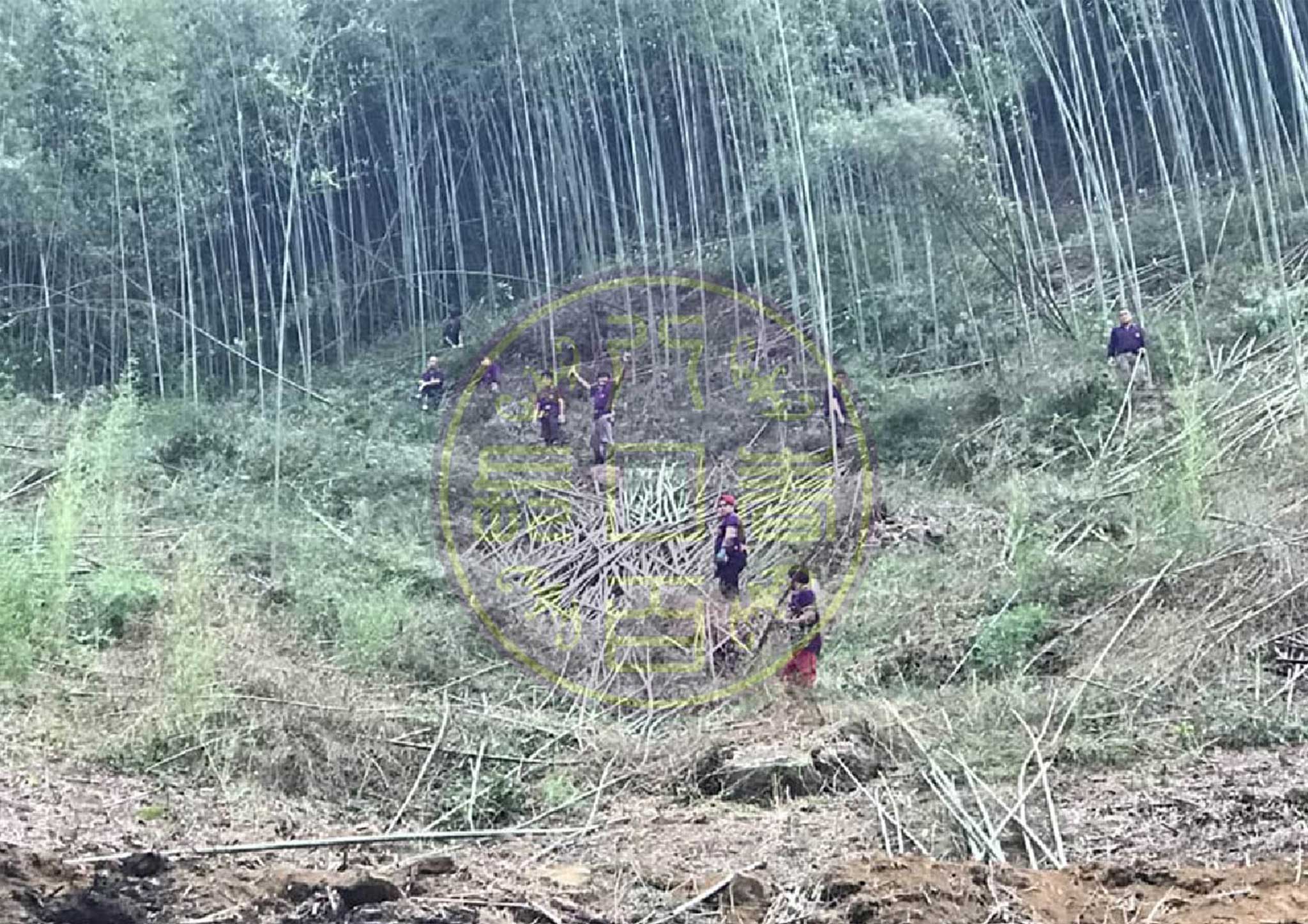 地上物清除作業(桂竹林)