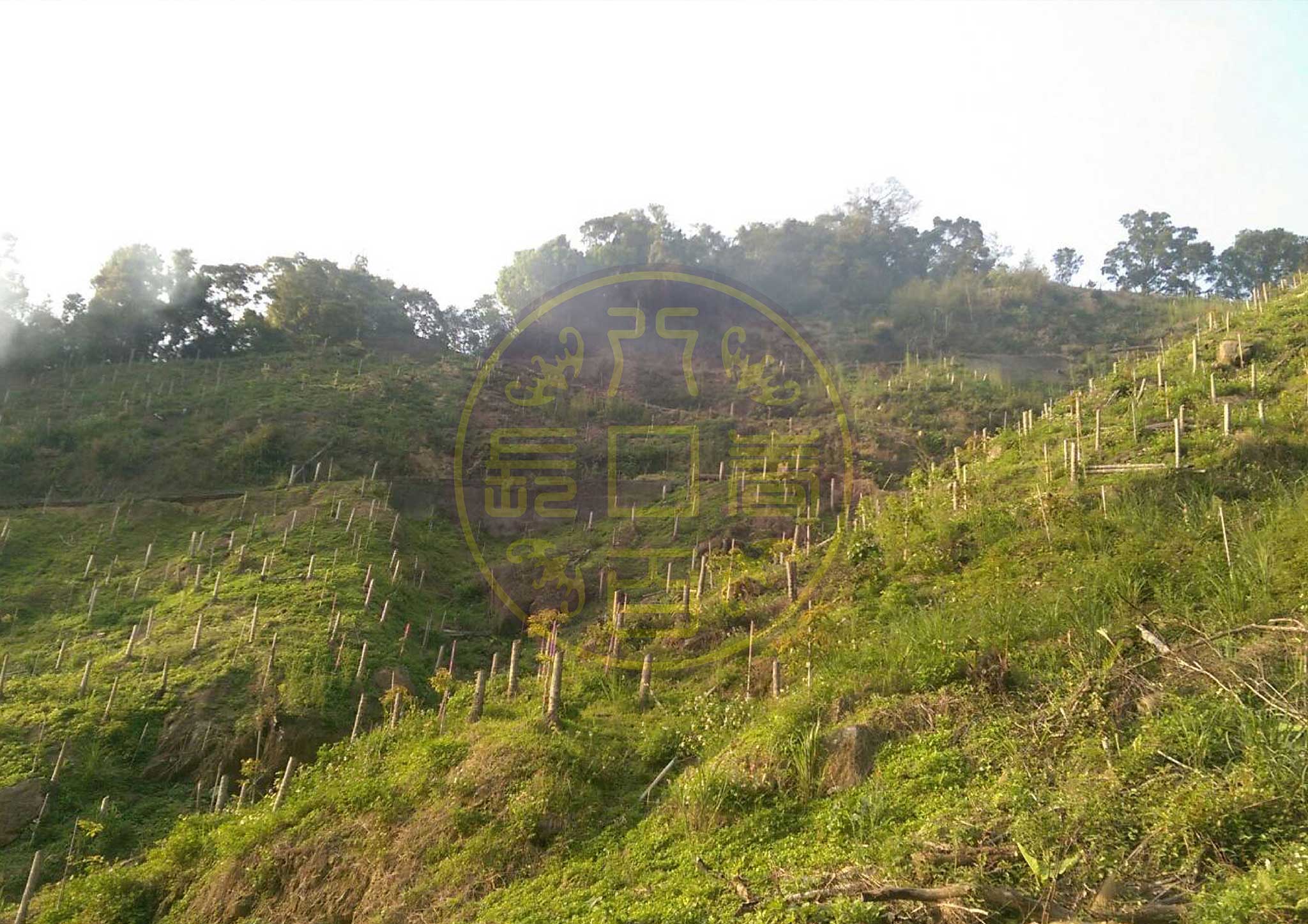 廢除檳榔園轉作牛樟樹