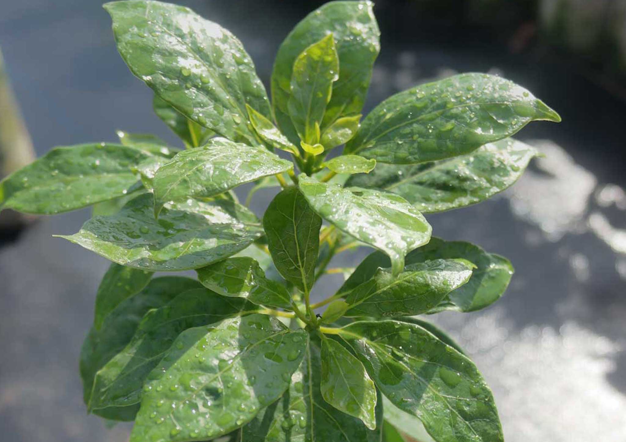 牛樟實生(種子)苗