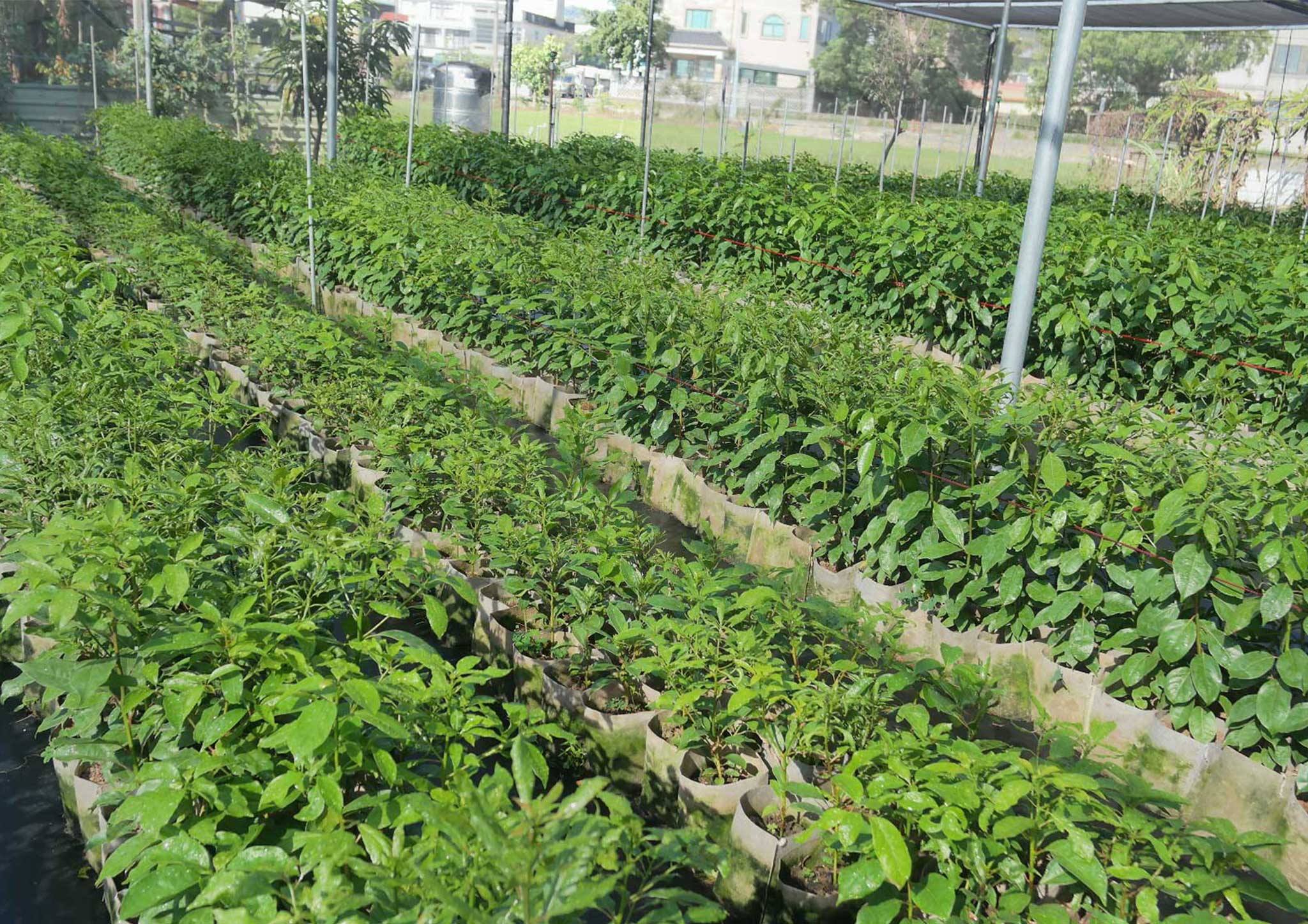 牛樟種苗復育場