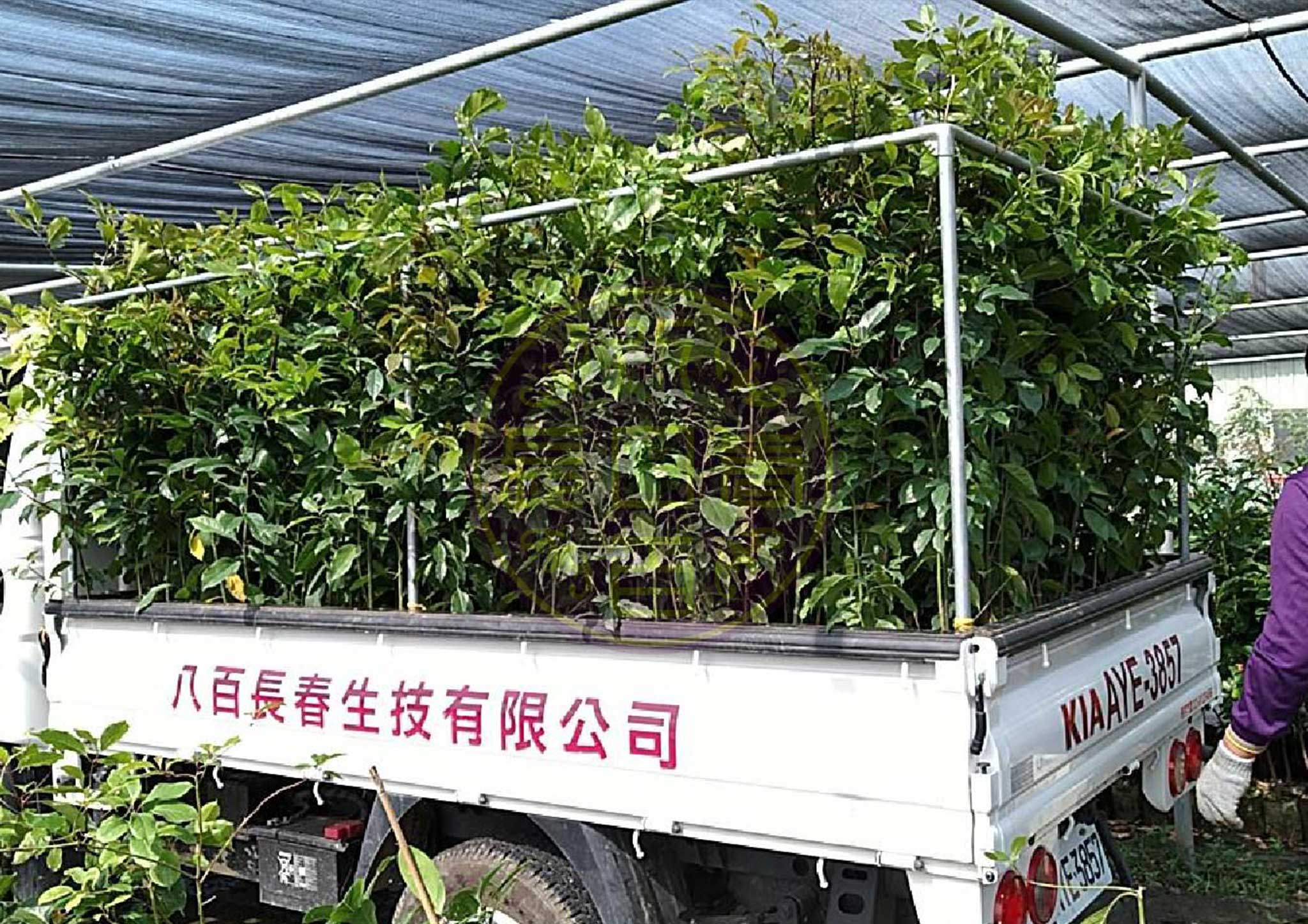 牛樟種苗批發出貨
