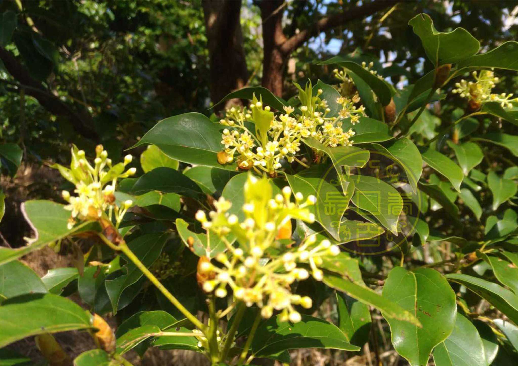 牛樟母樹開花