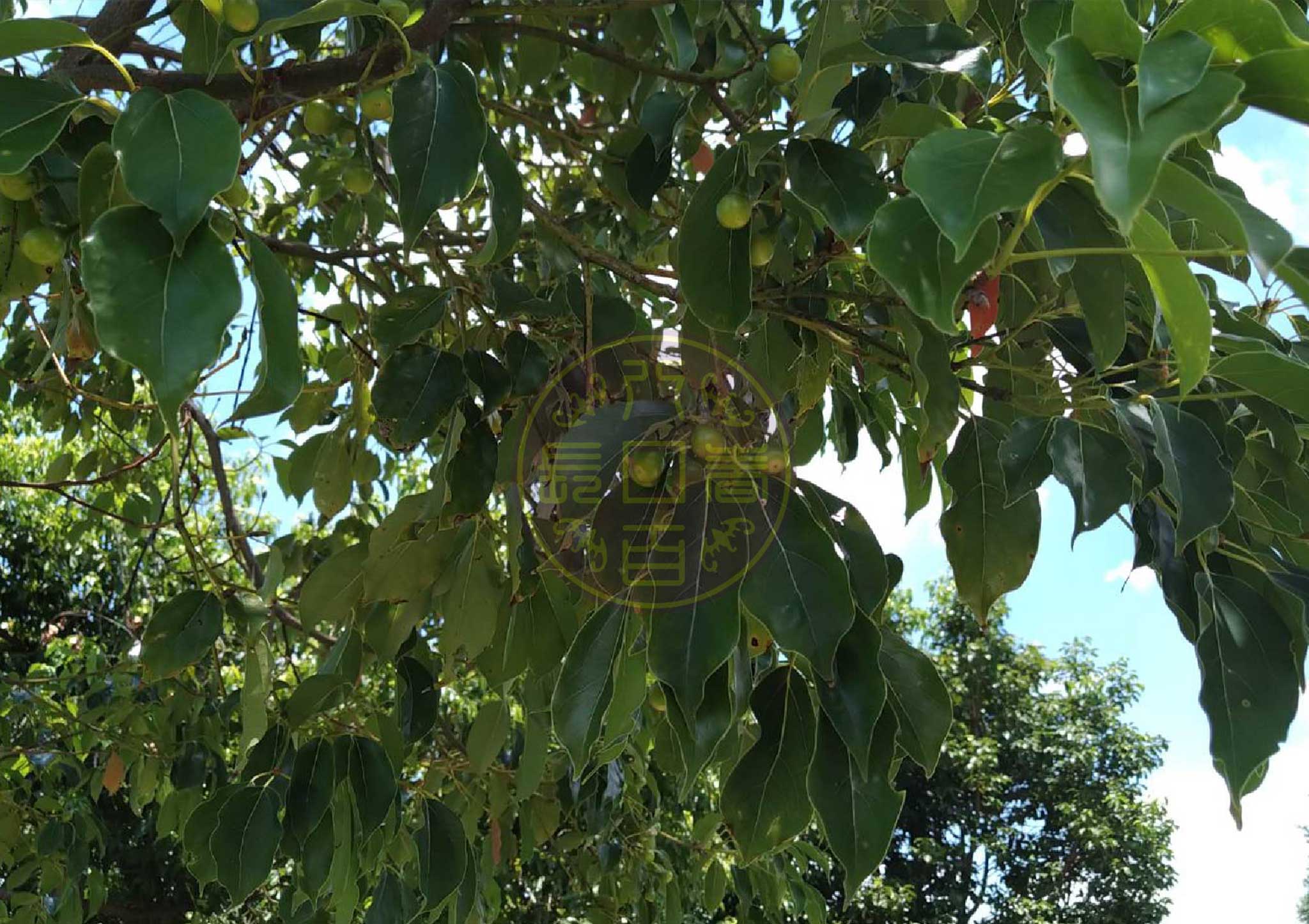 牛樟母樹及果實