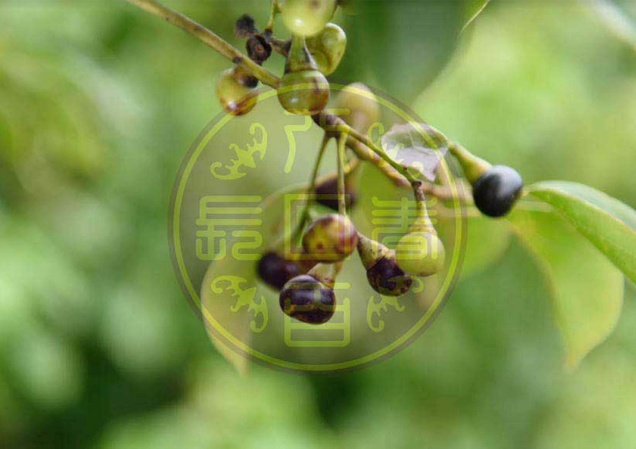 牛樟果實
