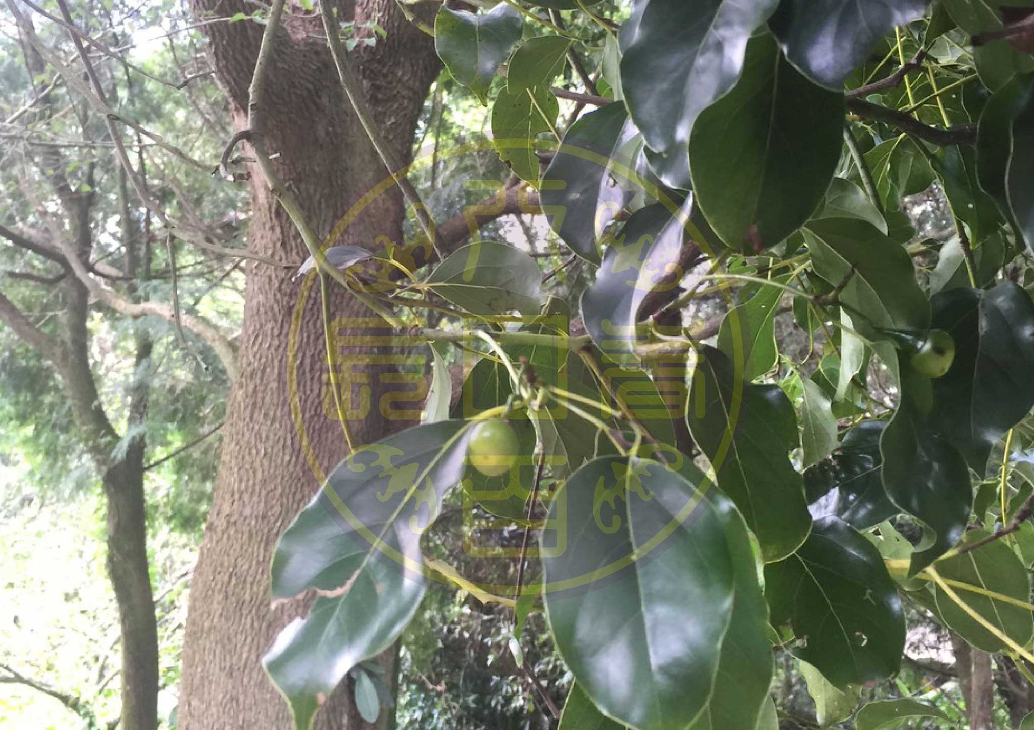牛樟母樹及果實